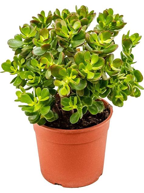 Crassula Ovata Minor — Plant Wholesale Floraccess