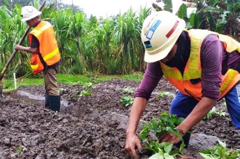 Universitas Papua Rampungkan Penelitian Ekstrak Tailing Pt Freeport