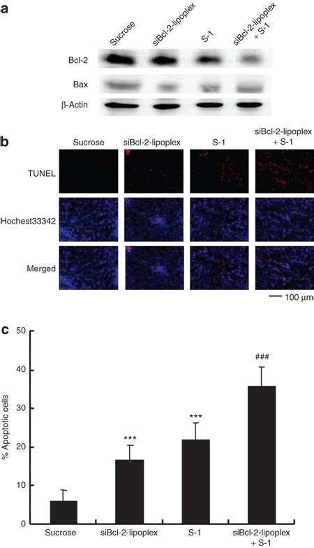 Suppression Of Bcl 2 Protein Expression And Induction Of Apoptosis In Download Scientific