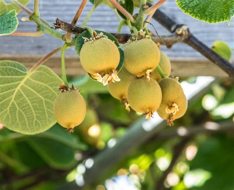 Golden KiWi FRUIT . limited production. – CH Fruit Tree Nursery