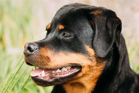 Aprender Sobre Imagem Tudo Sobre A Ra A Rottweiler Br