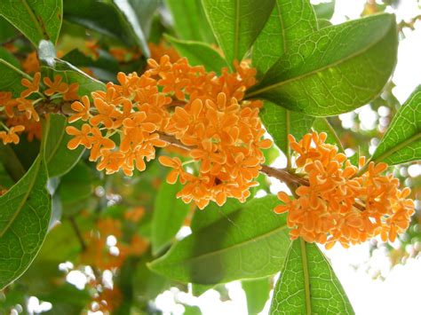 深まる秋、キンモクセイの花と香り 丹沢山ろく夢工房の本づくり