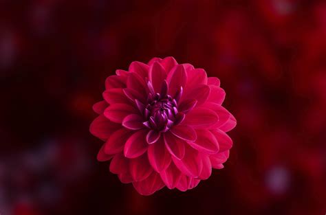 Dahlia Wallpapers - Top Free Dahlia Backgrounds - WallpaperAccess