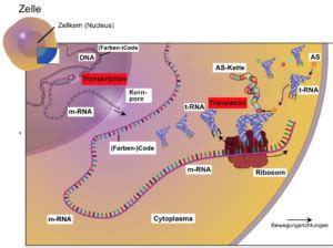 Ab Proteinbiosynthese Und Mehr Vereinfacht Kurz Und Verst Ndlich