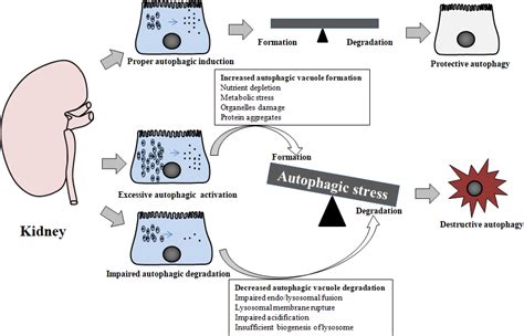 Schematic Diagram Displaying The Dual Roles Of Autophagy Based On