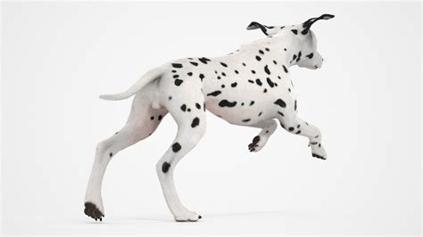 3D Running Dalmatian Dog Fur - TurboSquid 2234670