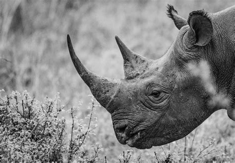 A Safe And Bizarre Method Of Protecting Black Rhinos Rhino Recovery Fund