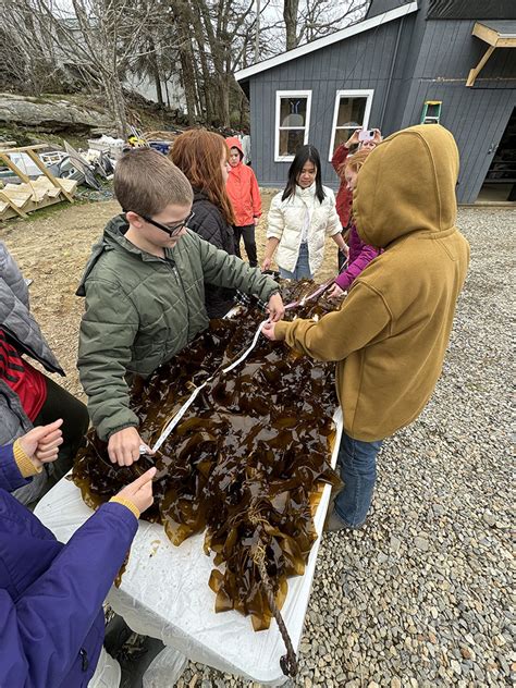 Exploring The Science Of Seaweed Farming Boothbay Sea And Science Center