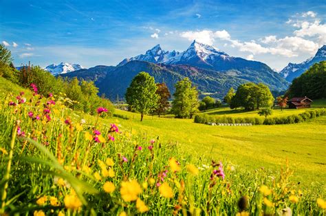 Grass Meadow Wildflowers Mountain Summer Beautiful