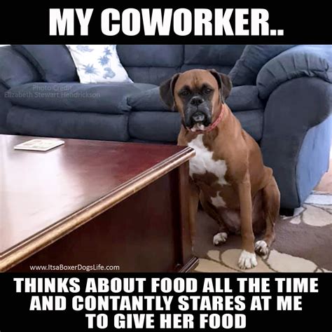 Funny Boxer Dog Memes: Working from Home Jobs Edition - ItsaBoxerDogsLife