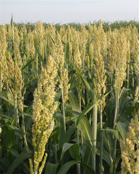 Brown S Pet Food Grain Sorghum High Yield Grain Crop Varieties