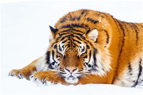 Siberian tiger on a snow stock photo. Image of angry - 157069968