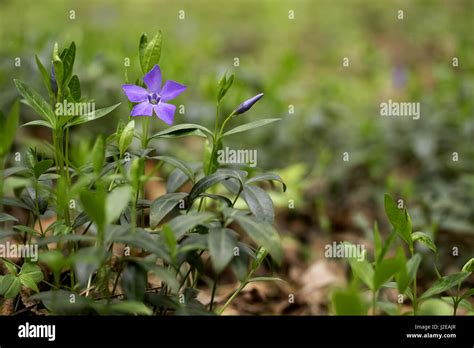 Blue Periwinkle Flower Wild Vinca Periwinkle Spring Forest Stock