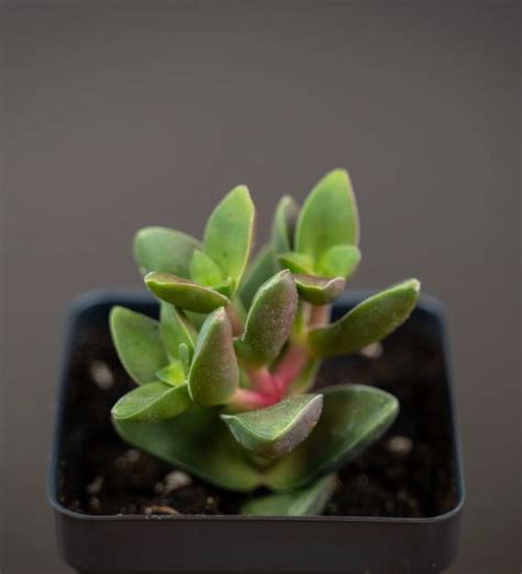 Crassula ‘springtime Succulent Guide