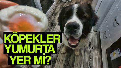 Köpekler yumurta yer mi YouTube