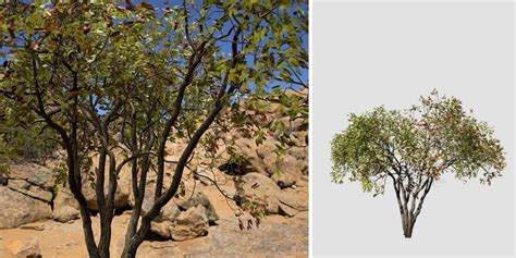 Colophospermum mopane – SpeedTree