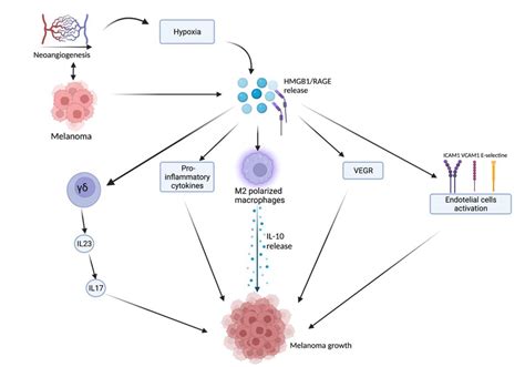 Tumor Microenvironment And Hypoxia Caused By Cancer Cells Metabolic Download Scientific