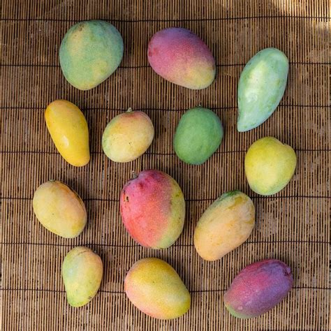 Truly Tropical On Instagram “mango Diversity There Are So Many Wonderful Varieties Of Mangos