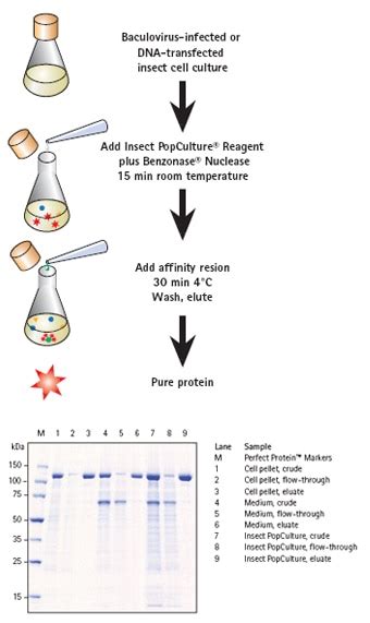 Lysis Buffer Protein Extraction Recipe Bryont Blog