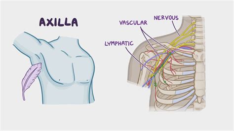 Axillary Fossa