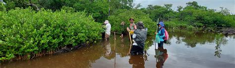 El Monitoreo Y Su Importancia En La Restauración Del Manglar Asociado A La Laguna De