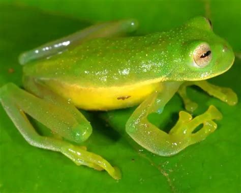 10 Interesting Amphibians Facts | My Interesting Facts