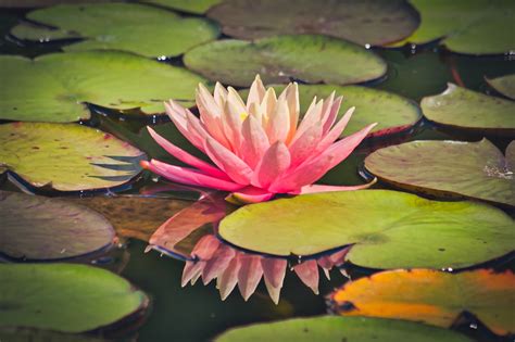 Water Lily Pond Flower - Free photo on Pixabay