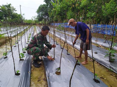 Kuatkan Ketahanan Pangan Babinsa Koramil 03 Kaway XVI Dampingi Petani