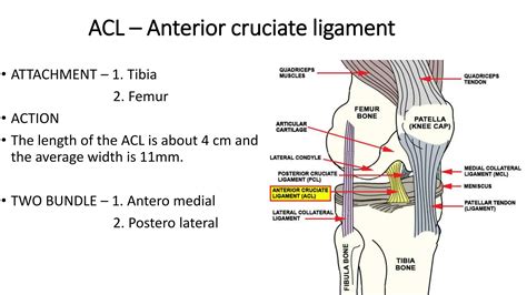 Ligaments Injuries Around Knee Pptx