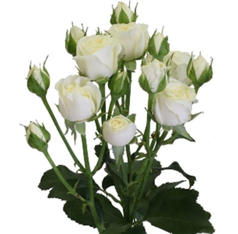 Роза кустовая Джамиля (Jumilia)