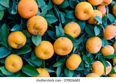 Close Up Full Frame View Virbrant Ripe Stock Photo Shutterstock