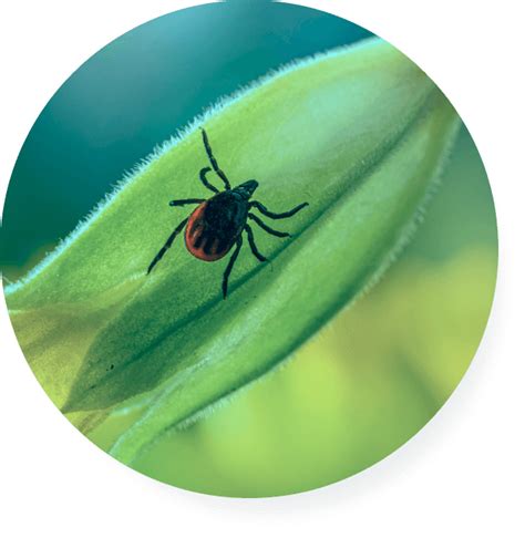 Cost Effective Tick Testing For Tick Borne Diseases In