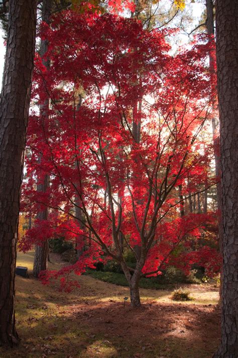 Scarlet Beauty Of A Japanese Maple At Garvan Woodland Gardens