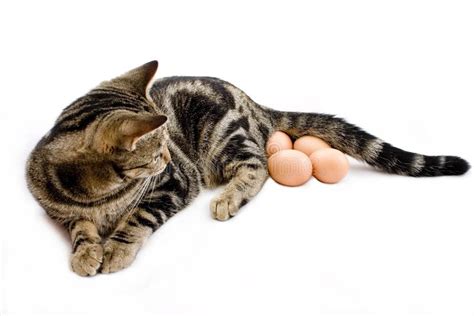 Cat Laying Eggs Stock Image Image 3896731