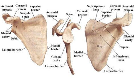 Clavicle And Scapula Diagram