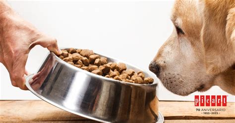 ¿cómo Elegir La Mejor Alimentación Para Perros Mayores Picart