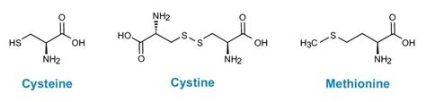 Hydrolysis Of Purified Proteins And Peptides Waters