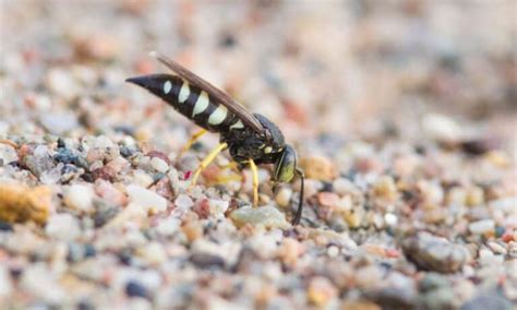 10 Texas Wasps To Know And Appreciate Native Backyards