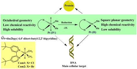 The Activation Of Pt Iv Complex Under Reducing Environment Pt Iv Download Scientific