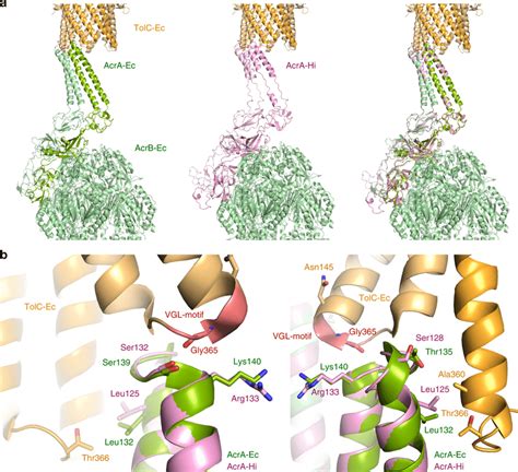 Acra Hi Modelled In The Tripartite Structure Of Acrab Tolc The