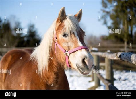 Horse Haflinger Horses Haflingers Stock Photo Alamy