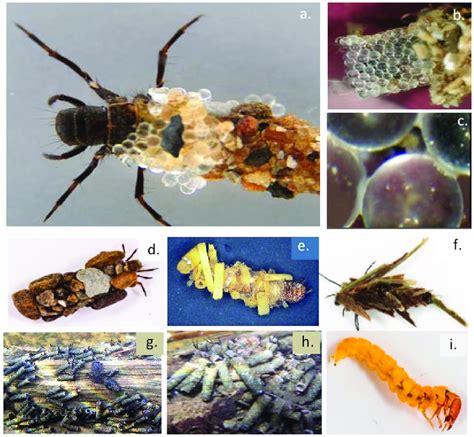 A Caddis Fly Larva In The Underwater Encasing Structure It Lays Down