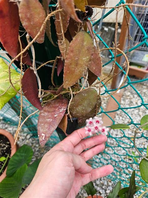 HOYA CAUDATA SUMATRA SP RED LEAVES Furniture Home Living Gardening