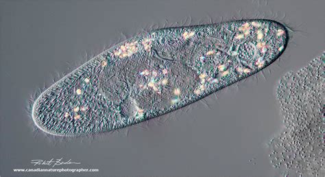 Photomicrography And Video Of Protozoa And Rotifers By Robert Berdan The Canadian Nature