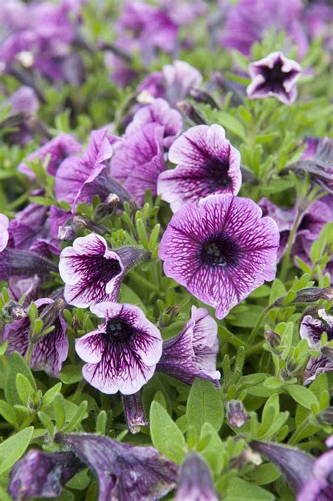 16 Different Types Of Petunias Photos Garden Lovers Club