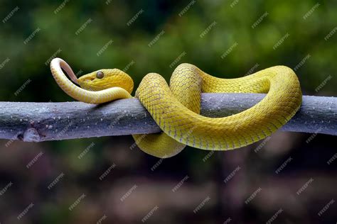 Premium Photo The White Lipped Tree Viper Is A Venomous Pit Viper