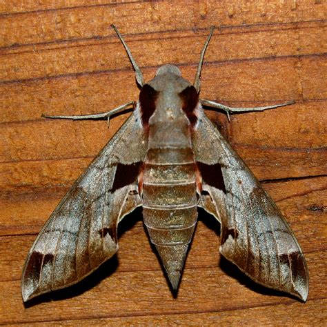 blackoaknaturalist: Moth Sightings