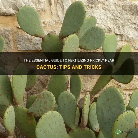 The Essential Guide To Fertilizing Prickly Pear Cactus Tips And Tricks Shuncy