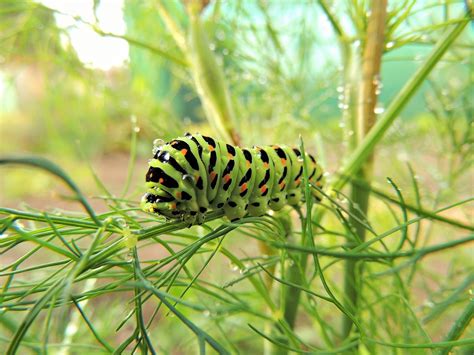 Hijau Ulat Berbulu Tanaman Foto Gratis Di Pixabay Pixabay