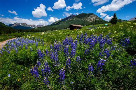 'Wildflower capital' of Colorado hosts Crested Butte Wildflower ...